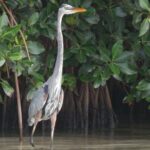 Nichupte Lagoon Wildlife Tour - Who Will Love This Tour?