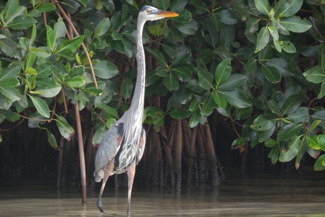Nichupte Lagoon Wildlife Tour - Who Will Love This Tour?