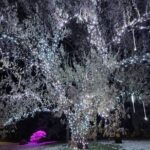 Nikka Yuko Japanese Garden Winter Light Festival - Exploring the Garden During the Winter Light Festival