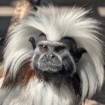 North Florida Wildlife Center General Admission - A Closer Look at the North Florida Wildlife Center Experience