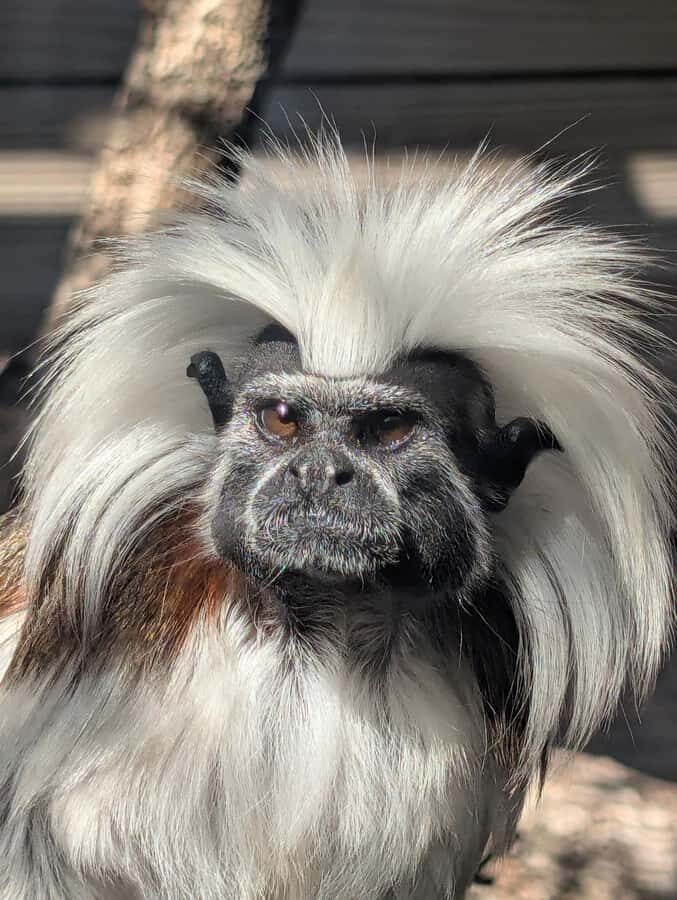 North Florida Wildlife Center General Admission - A Closer Look at the North Florida Wildlife Center Experience