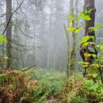 North Vancouver: Guided Forest Therapy & Forest Bathing Walk - Final Thoughts: Is It Right For You?