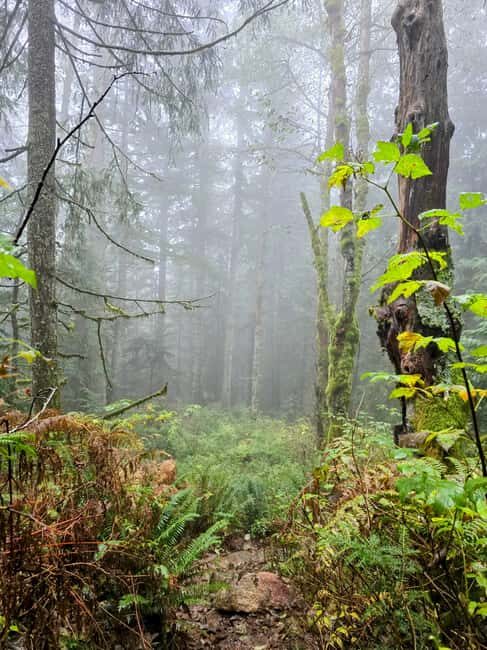North Vancouver: Guided Forest Therapy & Forest Bathing Walk - Final Thoughts: Is It Right For You?