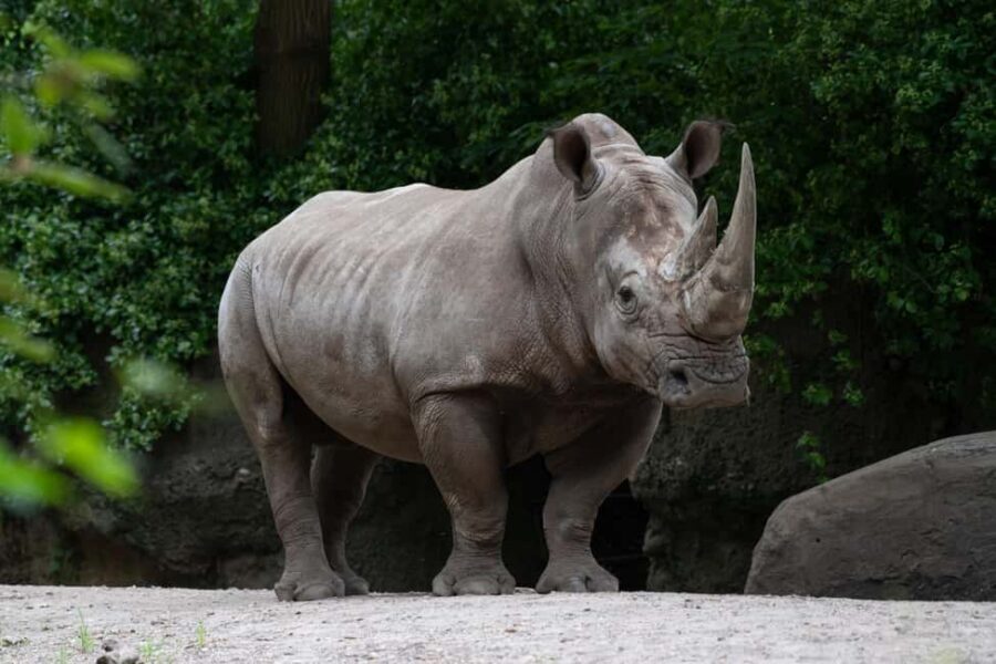 NYC: Bronx Zoo Entry Ticket - Practical Tips for Visiting