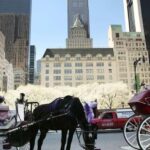 NYC: Central Park Christmas Lights Horse-Drawn Carriage Ride - Breaking Down the Experience