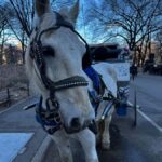 NYC Central Park Horse Drawn Carriage Ride - Who Will Love This Experience?
