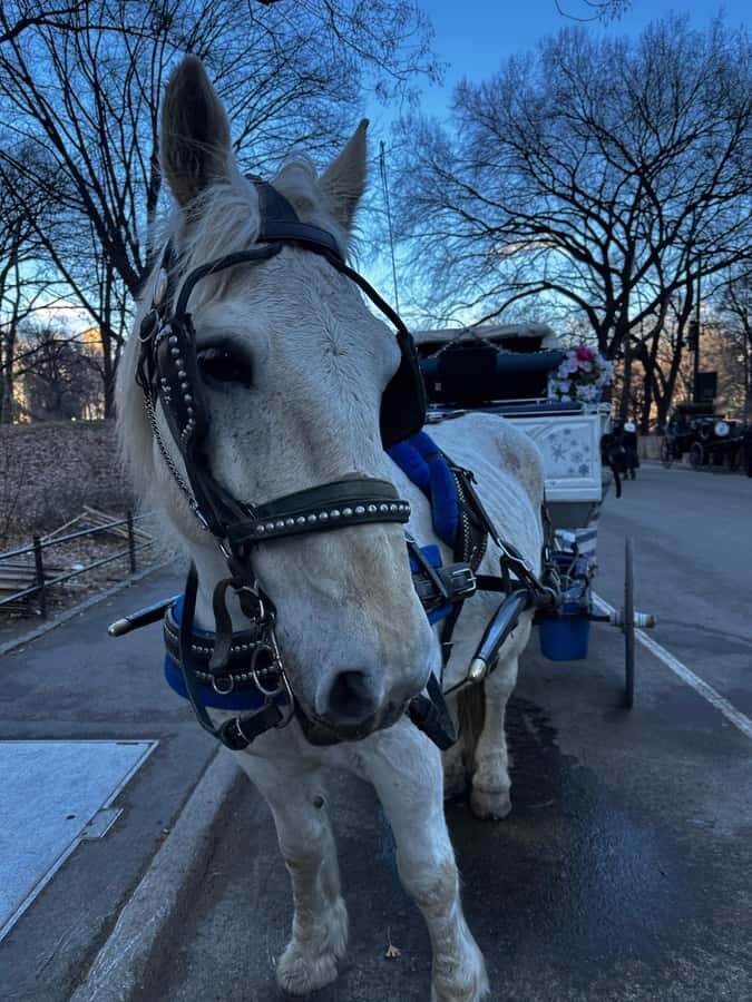 NYC Central Park Horse Drawn Carriage Ride - Who Will Love This Experience?