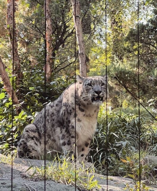 NYC: Central Park Zoo & Central Park Guided Walking Tour - What Makes the Central Park Guided Walk Special?