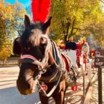 NYC: Private Central Park Horse-Drawn Carriage Tour - Authenticity and Reviews