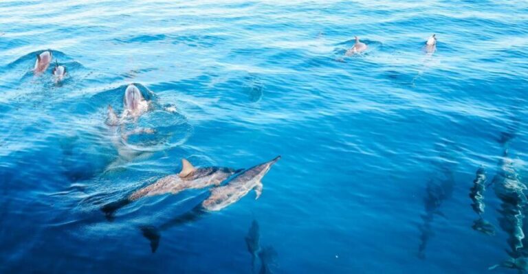 Oahu Dolphin Watch, Turtle Snorkel, Waterslide Activities - What Makes This Tour Stand Out?