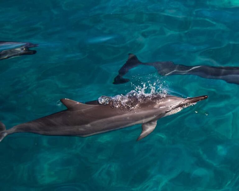 Oahu: Dolphin Watching & Turtle Snorkeling with Waterslide - Authenticity and Environmental Responsibility