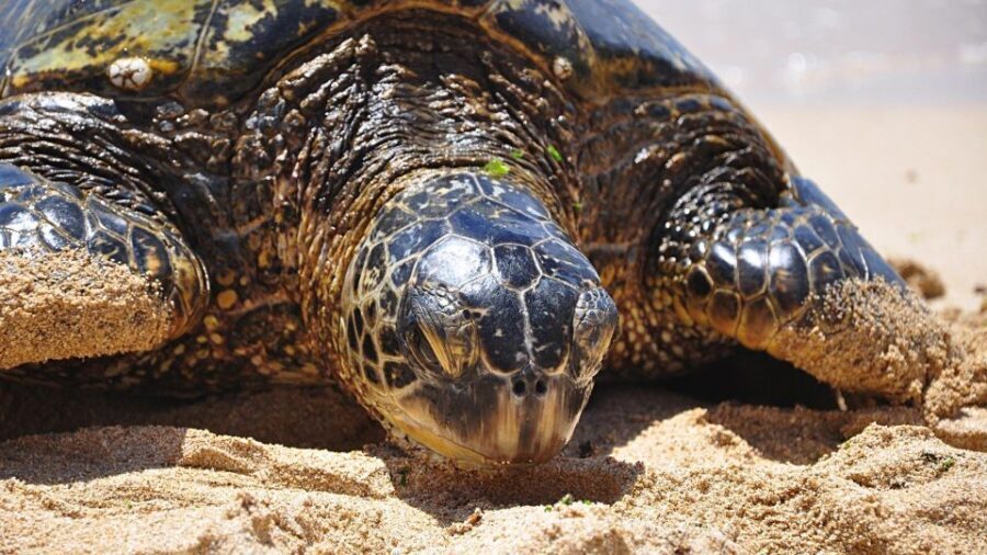 Oahu: Private Custom Island Tour - Who Will Love This Tour?