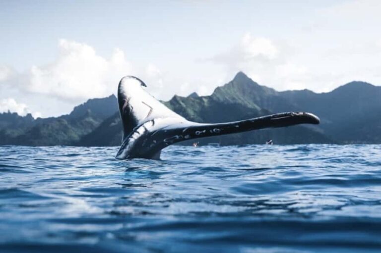 Oahu: Private Whale-Watching Tour - 6 passengers max - Why This Tour Stands Out
