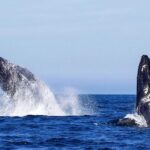 Oahu: Seasonal Whale Watch Cruise - Authenticity and Value