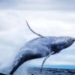 Oahu: Small-Group Whale Watching Sail with Local Crew - Who Should Consider This Tour?