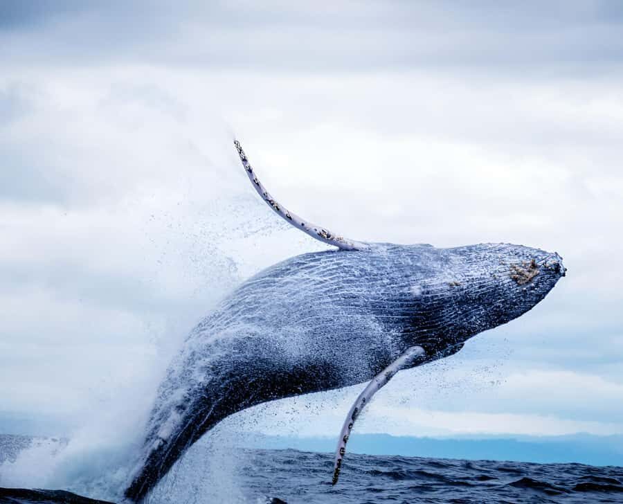 Oahu: Small-Group Whale Watching Sail with Local Crew - Who Should Consider This Tour?