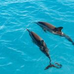 Oahu: Speedboat Snorkeling Adventure and Wild Dolphin Swim - The Practical Side: What You Need to Know