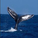 Oahu: Sunset Humpback Whale Watching Tour - The Itinerary: What to Expect