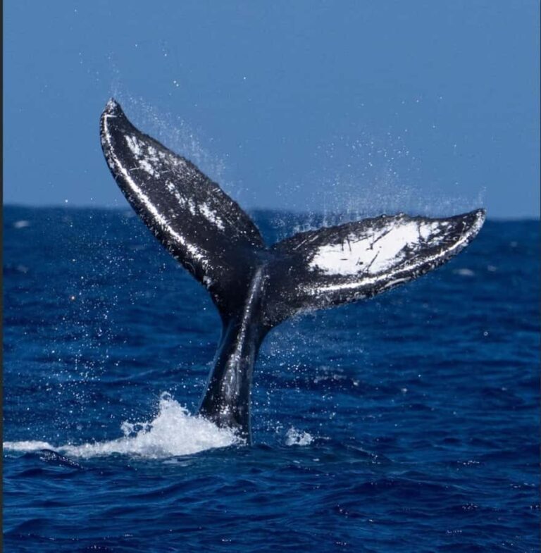 Oahu: Sunset Humpback Whale Watching Tour - The Itinerary: What to Expect