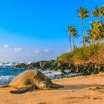 Oahu: The Ultimate Private Circle Island Tour 1-4 Guests - The Itinerary: What to Expect on Your Day