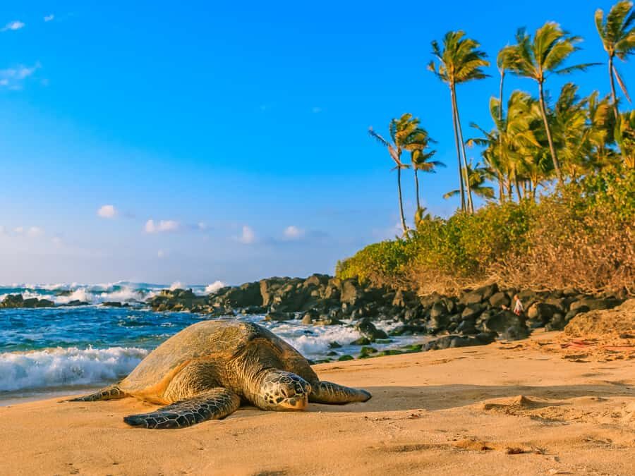 Oahu: The Ultimate Private Circle Island Tour 1-4 Guests - The Itinerary: What to Expect on Your Day