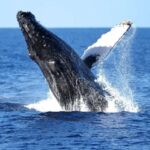 Oahu: Waikiki Whale Watching Cruise - What to Expect from the Whale Watching Cruise