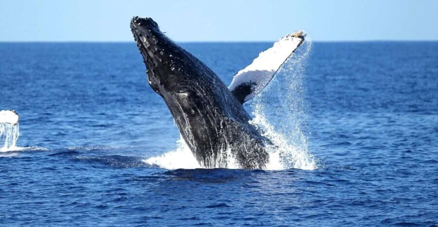 Oahu: Waikiki Whale Watching Cruise - What to Expect from the Whale Watching Cruise