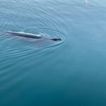 Oahu: Whale Sail Charter - Who Will Love the Whale Sail Charter?