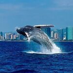 Oahu Whale Watch Tour & Waikiki Sunset Boat Tour - A Well-Balanced Perspective