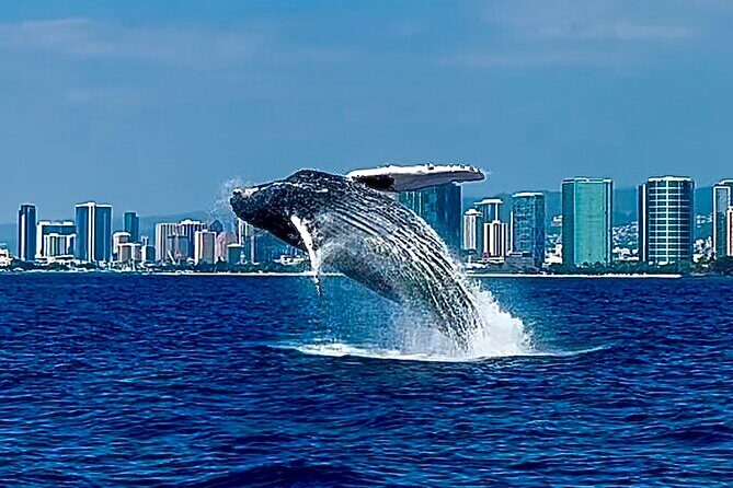 Oahu Whale Watch Tour & Waikiki Sunset Boat Tour - A Well-Balanced Perspective