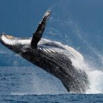 Oahu Whale Watching Catamaran Sail Experience - The Value of the Tour