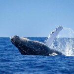 Oahu: Whale Watching Cruise from Waikiki - The Practicalities You Need to Know