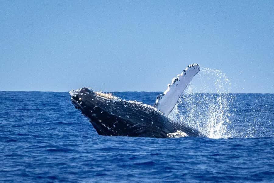 Oahu: Whale Watching Cruise from Waikiki - The Practicalities You Need to Know