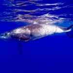 Oahu: Whale Watching Sunset Cruise Whales Guaranteed - What’s Included and What’s Not