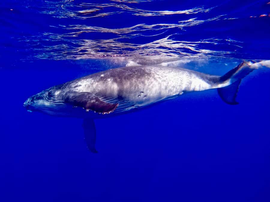 Oahu: Whale Watching Sunset Cruise Whales Guaranteed - What’s Included and What’s Not