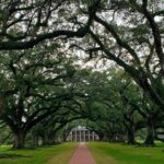 Oak Alley and Laura Plantation Tour with Transportation from New Orleans - The Value: Pricing and Included Features