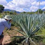 Oaxaca: Ancestral Mezcal Experience - The Logistics: What You Need to Know
