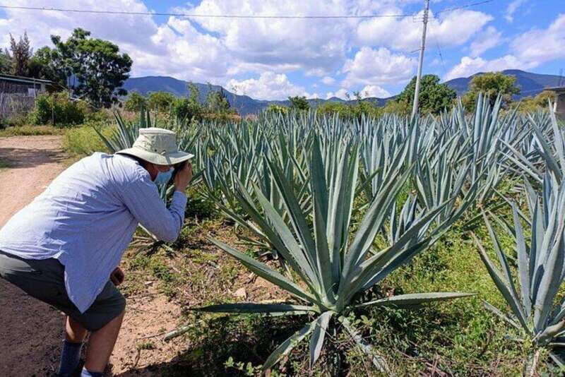 Oaxaca: Ancestral Mezcal Experience - The Logistics: What You Need to Know