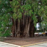 Oaxaca: El Tule tree, Teotitlan Village & Mezcal Tour - What to Expect from the Tour