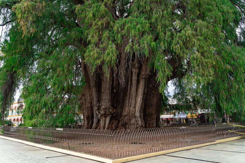 Oaxaca: El Tule tree, Teotitlan Village & Mezcal Tour - What to Expect from the Tour