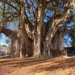 Oaxaca Hierve el Agua, Mitla, Árbol del Tule & Mezcal All-Inclusive - Transportation, Timing & Group Dynamics