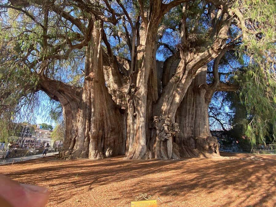 Oaxaca Hierve el Agua, Mitla, Árbol del Tule & Mezcal All-Inclusive - Transportation, Timing & Group Dynamics