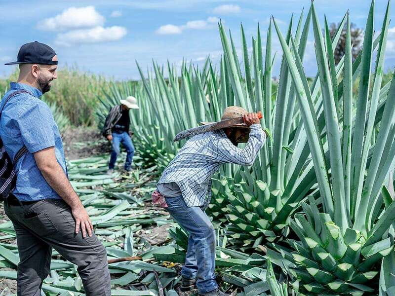 Oaxaca: Mezcal Distillery Tour with Tastings - Analyzing the Value