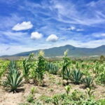 Oaxaca: Private Gastronomy and Culture Tour - The Sum Up