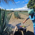 Oaxaca: Private Lunch in Maguey Fields with Mezcal Tasting - The Mezcal Experience: More Than Just a Sip