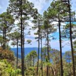 Oaxaca: Sierra Norte Ixtepeji Guided Hike & Lunch, Half-Day - The Details of the Tour Experience