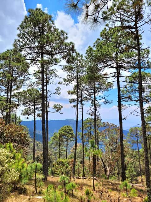 Oaxaca: Sierra Norte Ixtepeji Guided Hike & Lunch, Half-Day - The Details of the Tour Experience