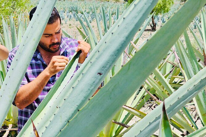 Oaxacan Mezcal Tour - Price and Value Analysis