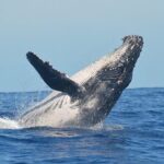 Observation DE Marine Mammals Dolphins and Ballenas EN Huatulco - In-Depth Look at the Itinerary