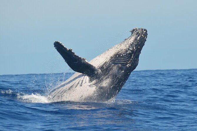 Observation DE Marine Mammals Dolphins and Ballenas EN Huatulco - In-Depth Look at the Itinerary